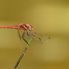 Männchen der Frühen Heidelibelle (Sympetrum fonscolombii)