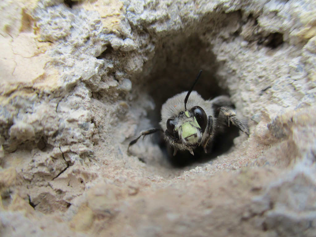 Männchen der Frühlings-Pelzbiene Anthophora Plumipes 