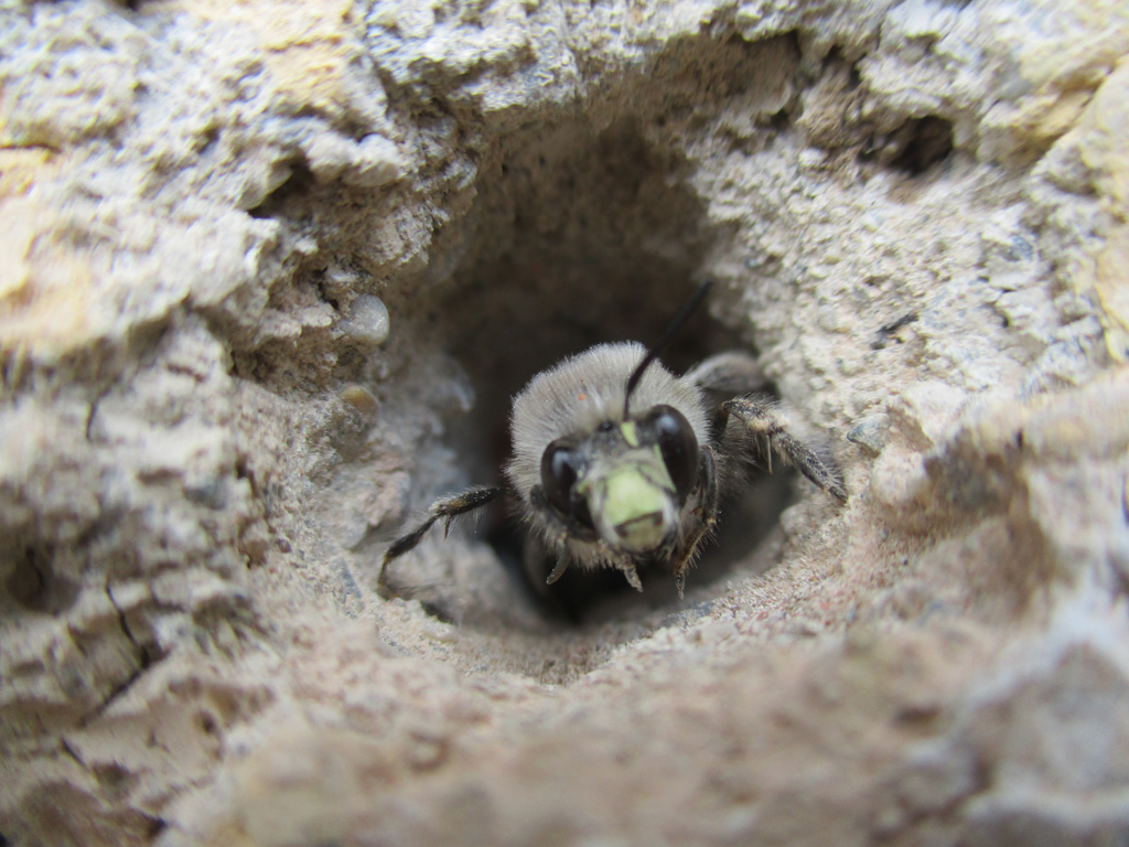 Männchen der Frühlings-Pelzbiene Anthophora Plumipes 