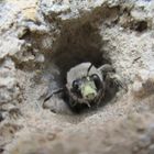 Männchen der Frühlings-Pelzbiene Anthophora Plumipes 