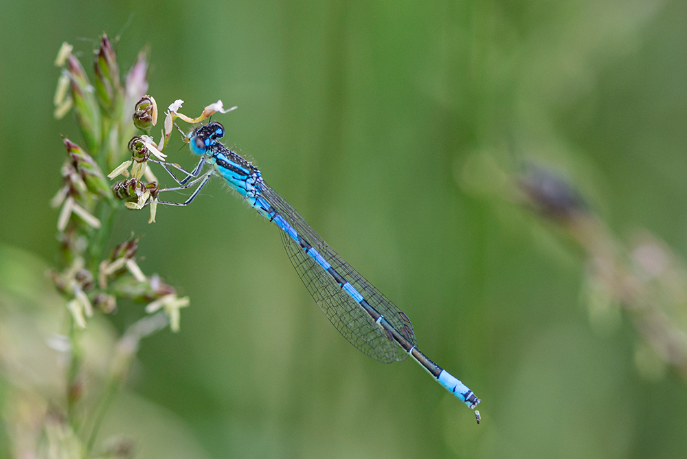 Männchen der Gabel-Azurjungfer 