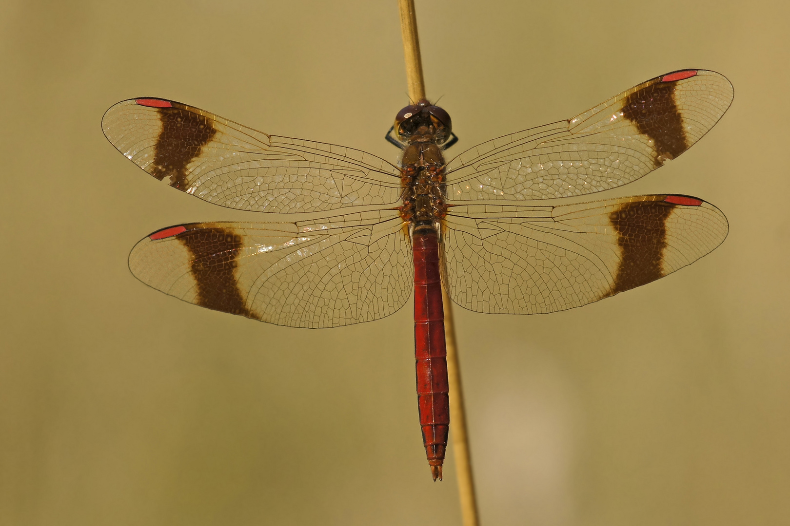 Männchen der Gebänderten Heidelibelle (Sympetrum pedemontanum)