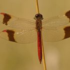 Männchen der Gebänderten Heidelibelle (Sympetrum pedemontanum)