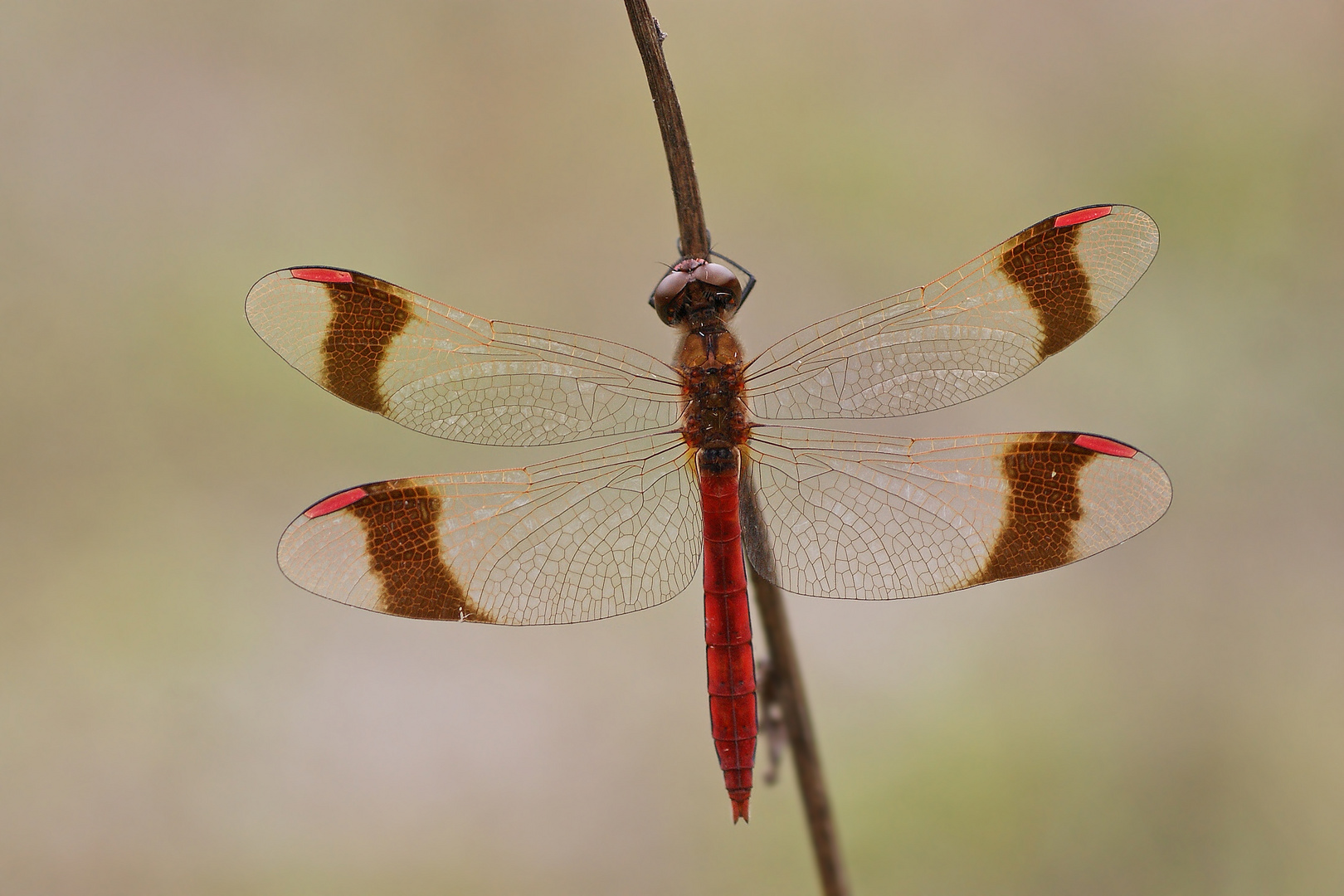 Männchen der Gebänderten Heidelibelle (Sympetrum pedemontanum)