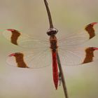 Männchen der Gebänderten Heidelibelle (Sympetrum pedemontanum)