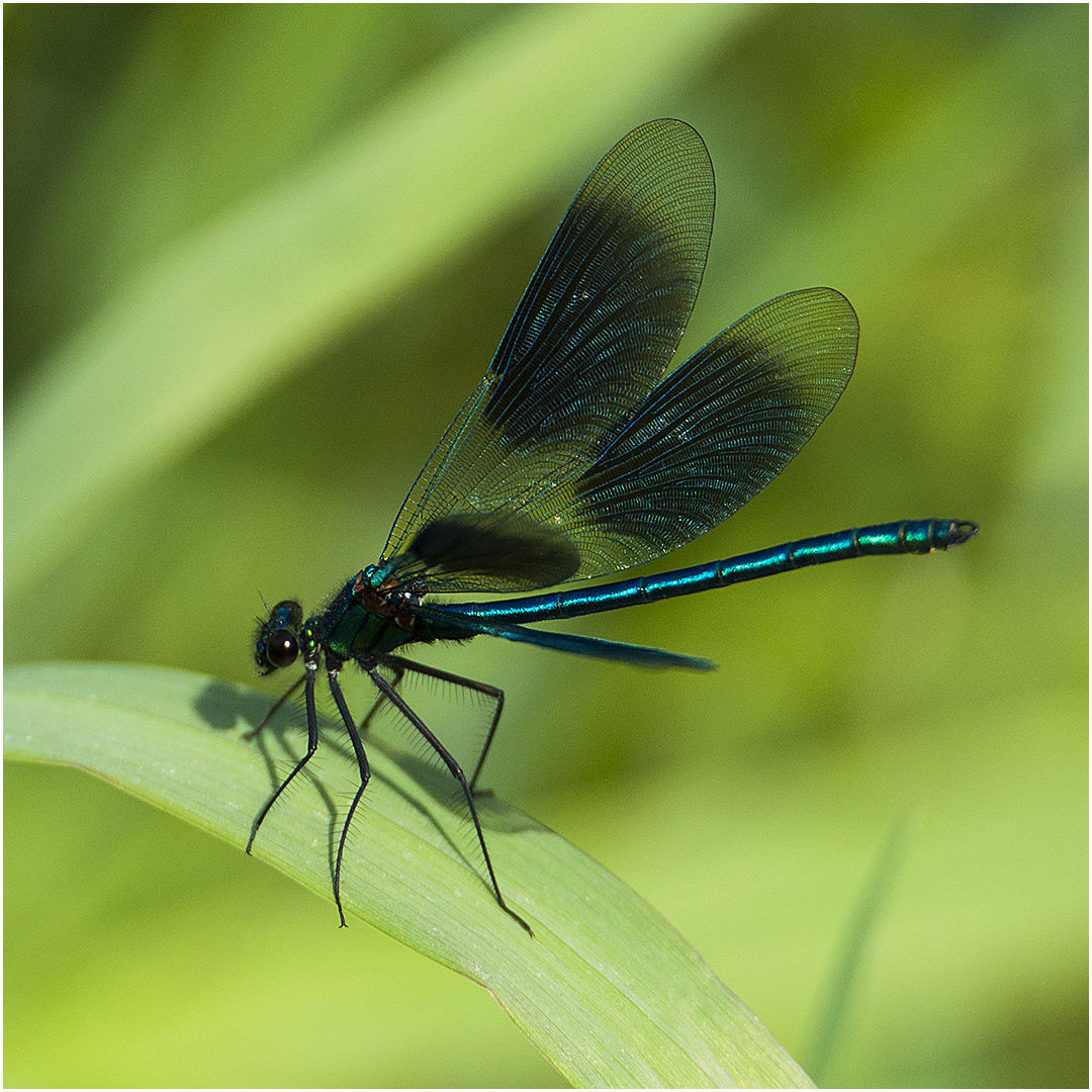 Männchen der Gebänderten Prachtlibelle - Calopteryx splendens