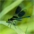 Männchen der Gebänderten Prachtlibelle - Calopteryx splendens