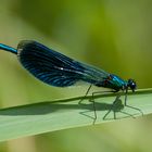 Männchen der Gebänderten Prachtlibelle (Calopteryx splendens)