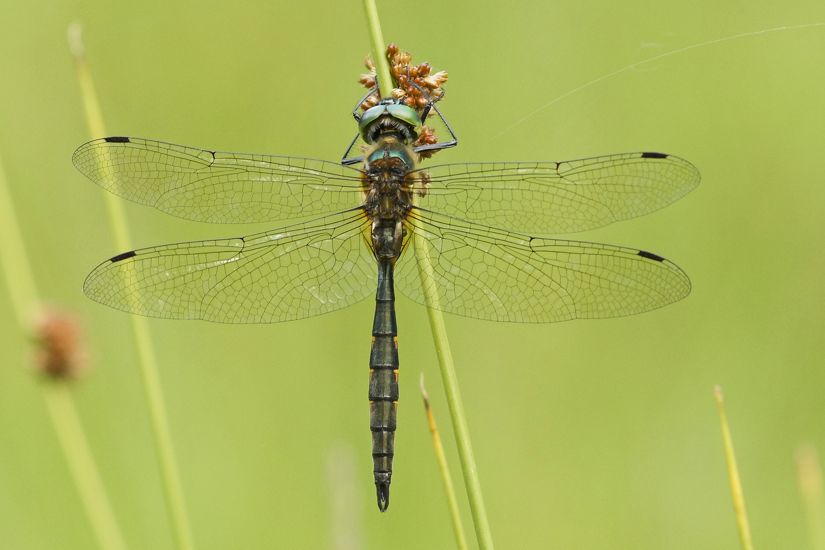 Männchen der Gefleckten Smaragdlibelle (Somatochlora flavomaculata)