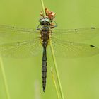 Männchen der Gefleckten Smaragdlibelle (Somatochlora flavomaculata)