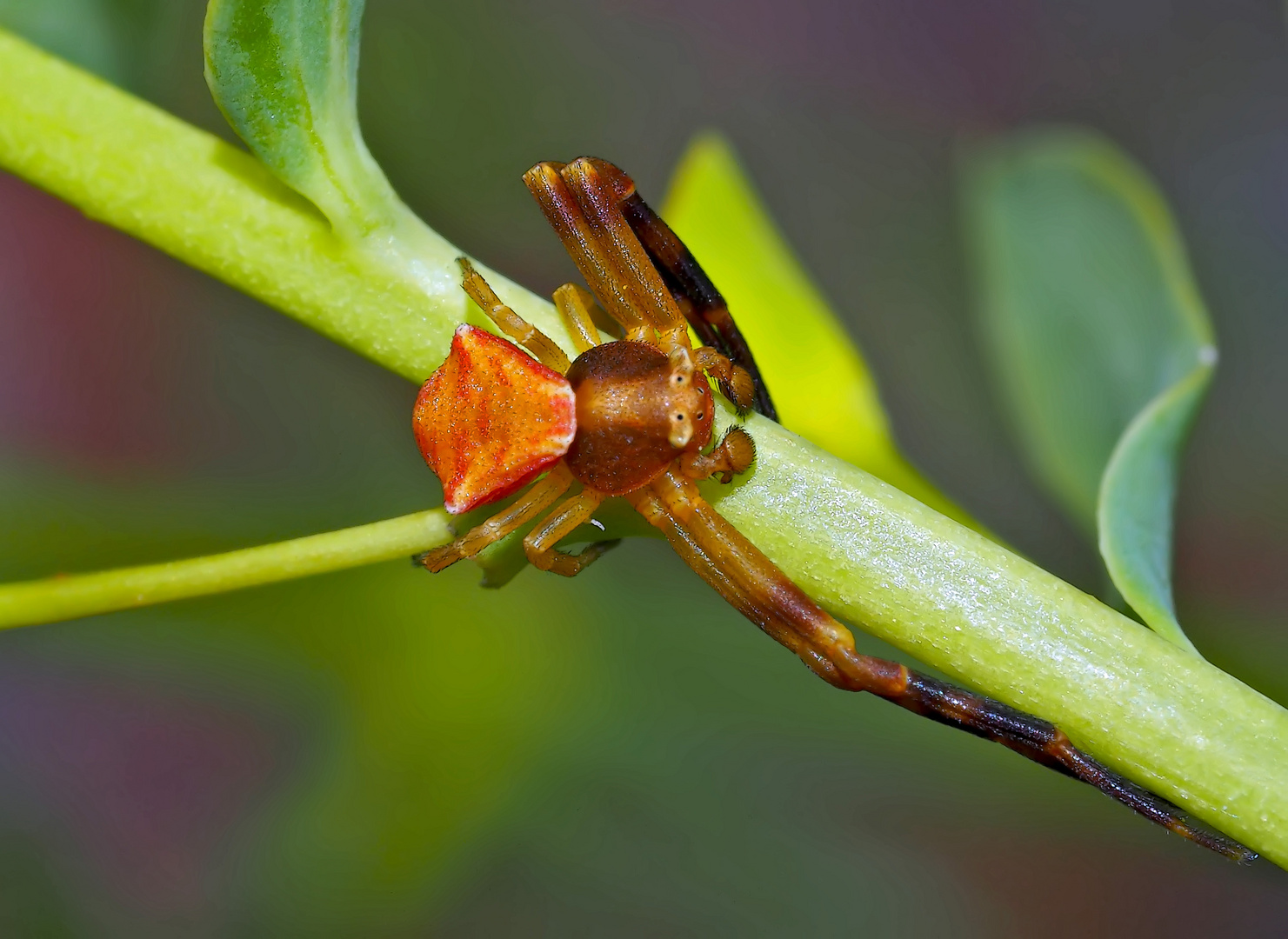 Männchen der Gehöckerten Krabbenspinne (Thomisus onustus) - La Thomise enflée.