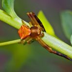 Männchen der Gehöckerten Krabbenspinne (Thomisus onustus) - La Thomise enflée.