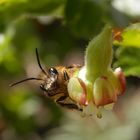 Männchen der Gehörnten Mauerbiene auf Stachelbeerblüte