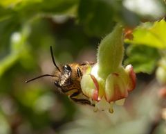 Männchen der Gehörnten Mauerbiene auf Stachelbeerblüte