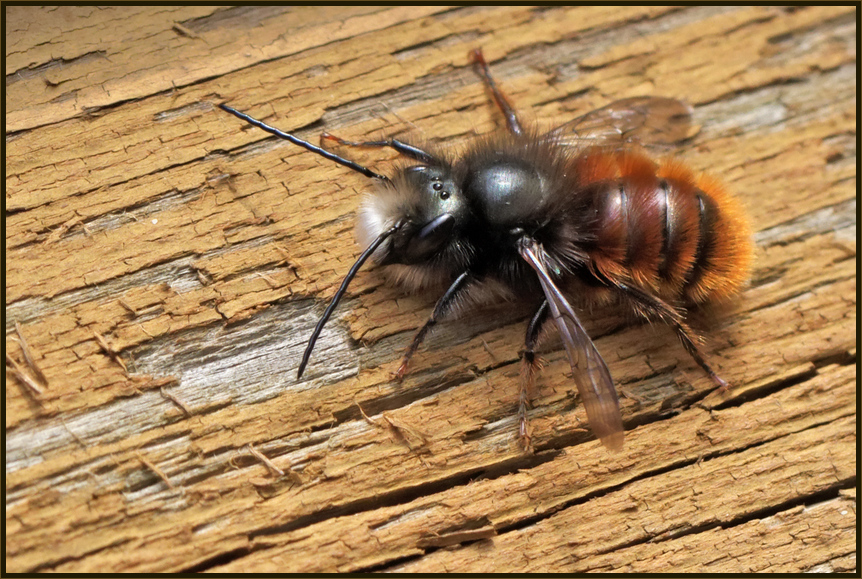 Männchen der Gehörnten Mauerbiene (Cosmia cornuta)