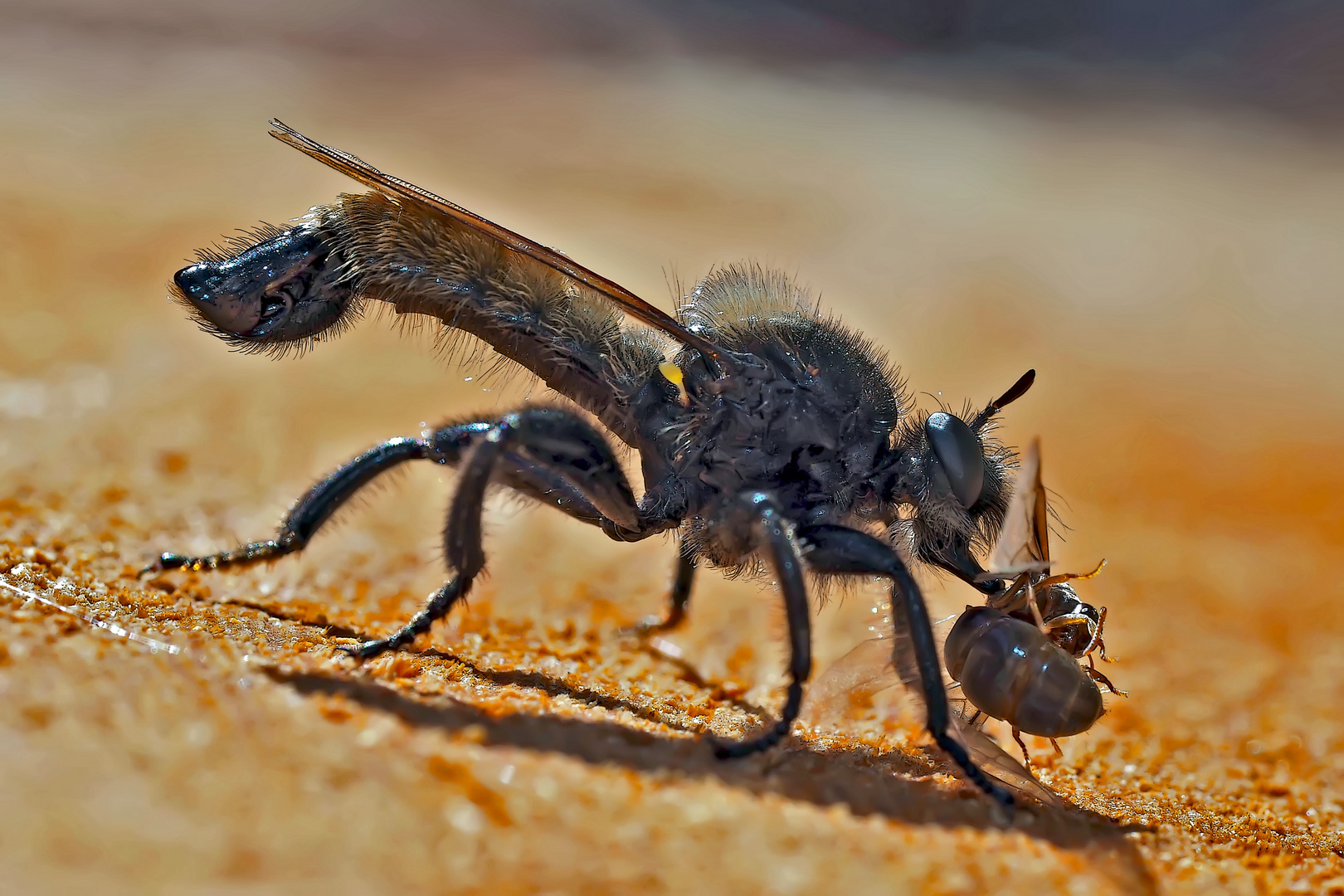 Männchen der Gelben Mordfliege (Laphria flava)* - La Laphrie jaune.