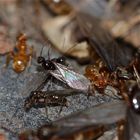 Männchen der Gelben Wegeameise (Lasius flavus)