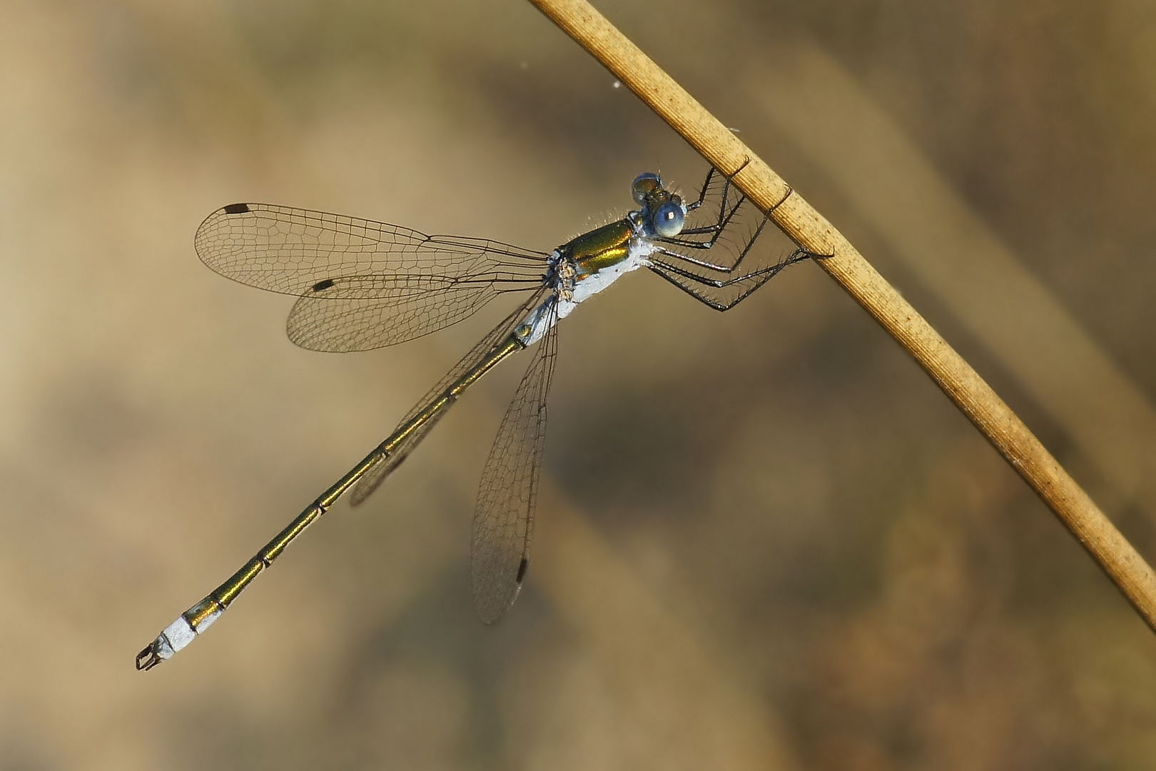 Männchen der Gemeinen Binsenjungfer (Lestes sponsa)