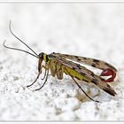 Männchen der Gemeinen Skorpionsfliege (Panorpa communis))