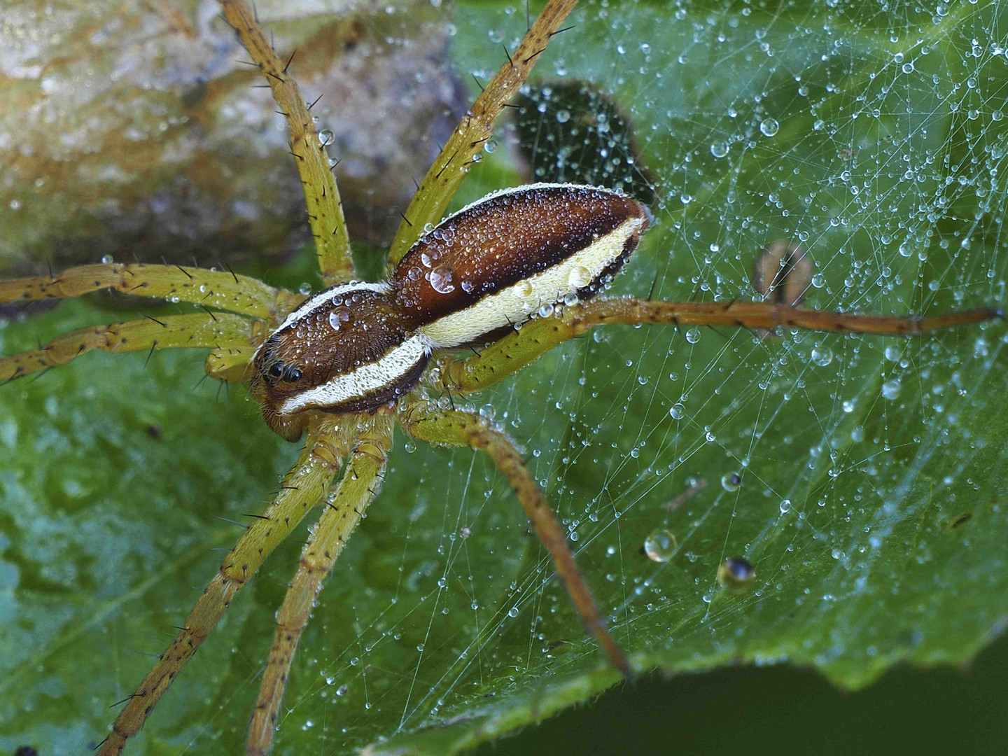 Männchen der gerandeten Jagdspinne (Dolomedes fimbriatus) in Bottrop