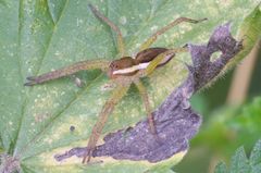 Männchen der Gerandeten Jagdspinne (Dolomedes fimbriatus) in Bottrop