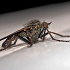 Männchen der Gewürfelten Tanzfliege (Empis tesselata)*: ein kleiner Räuber. - L'empis marqueté.