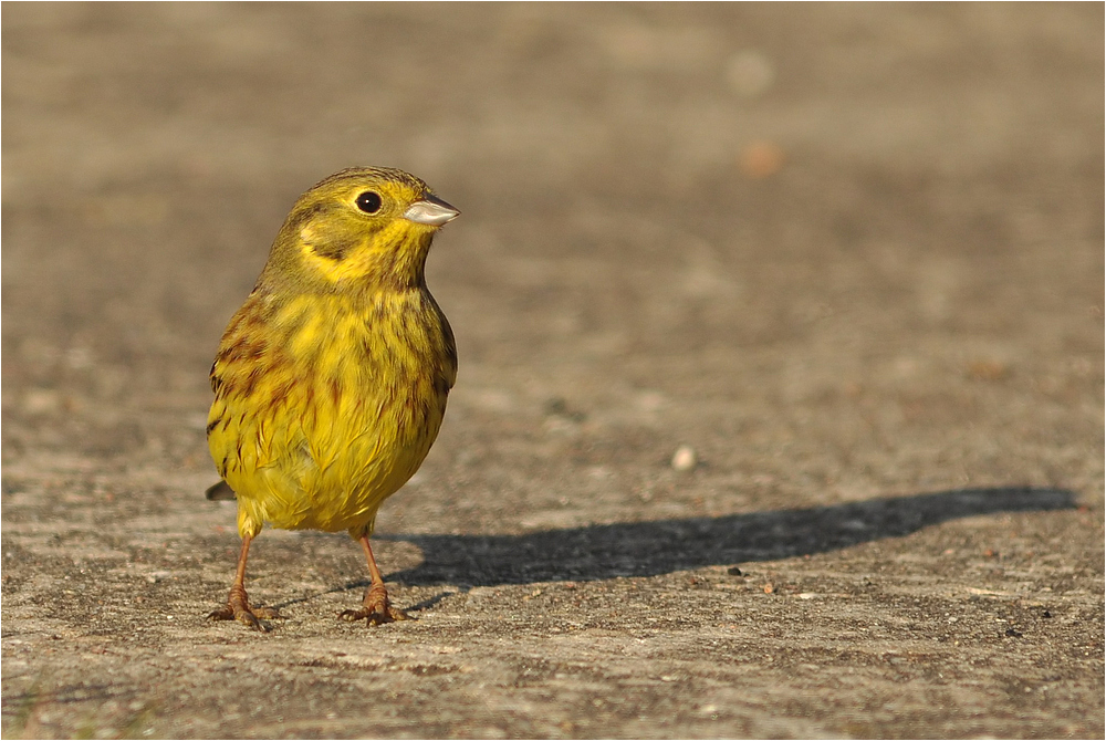 Männchen der Goldammer