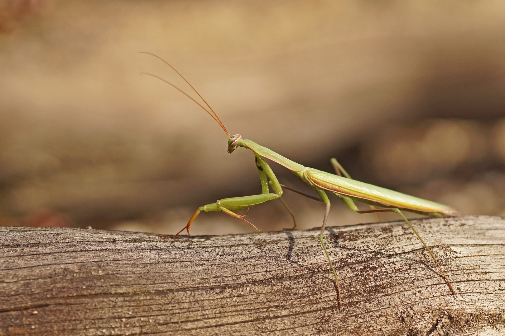 Männchen der Gottesanbeterin (Mantis religiosa)