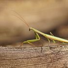 Männchen der Gottesanbeterin (Mantis religiosa)