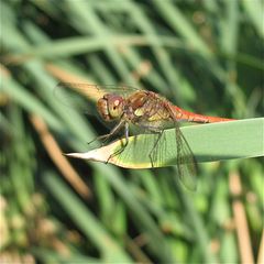 Männchen der Großen Heidelibelle (Sympetrum striolatum)