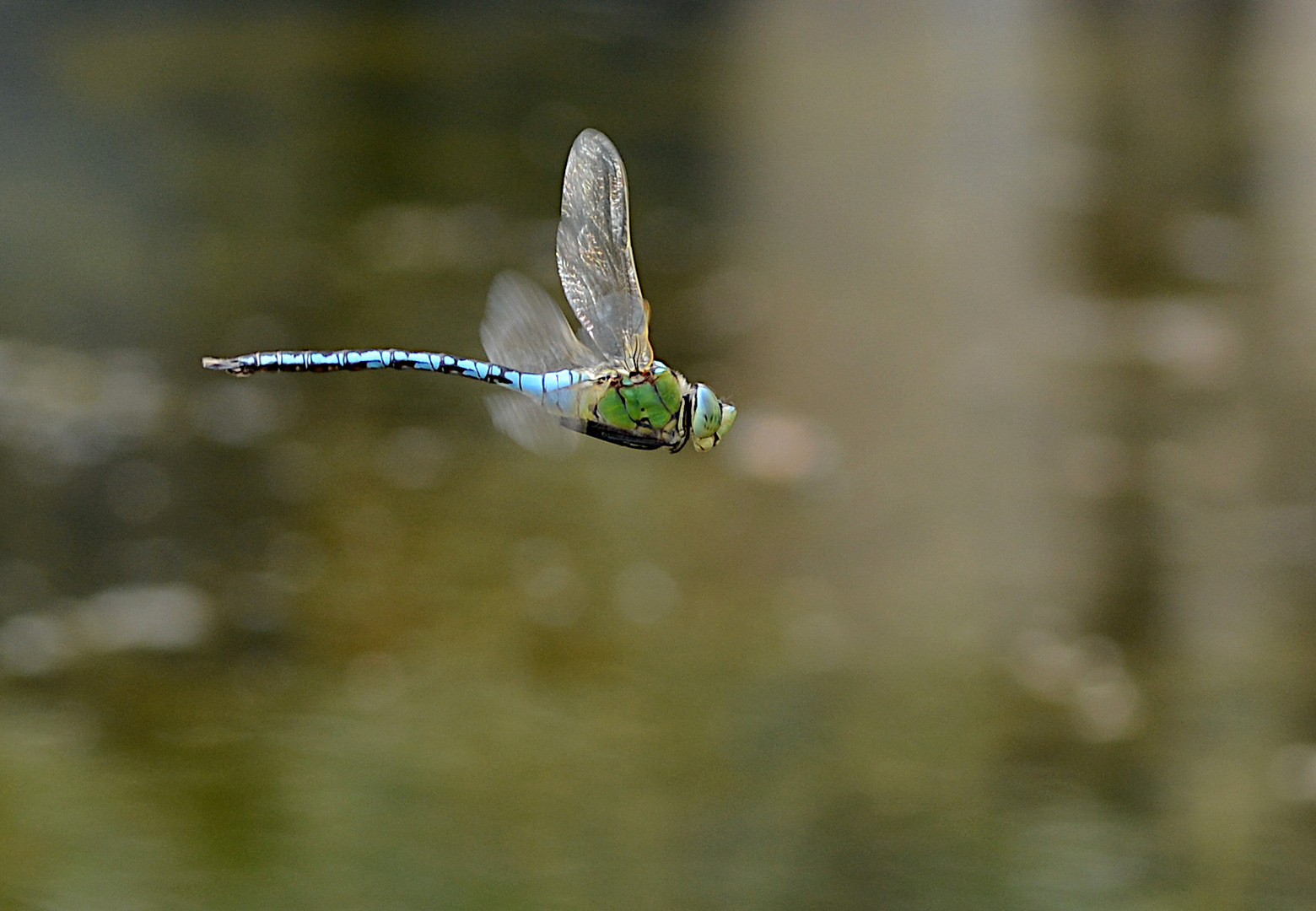 Männchen der großen Königslibelle im Vorbeiflug!