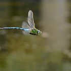 Männchen der großen Königslibelle im Vorbeiflug!