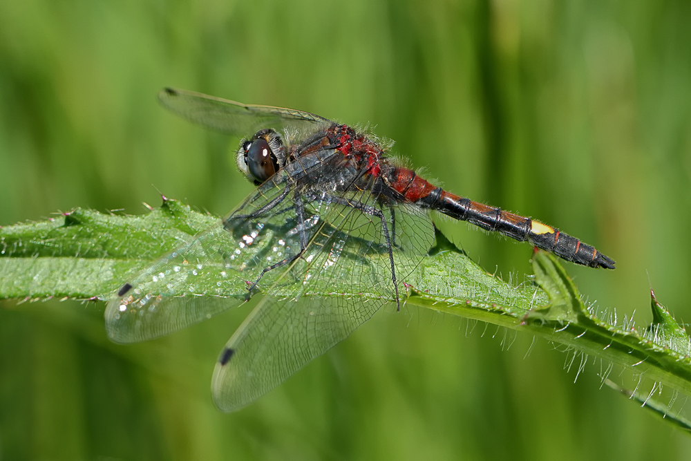 Männchen der Großen Moosjungfer (Leucorrhinia pectoralis)