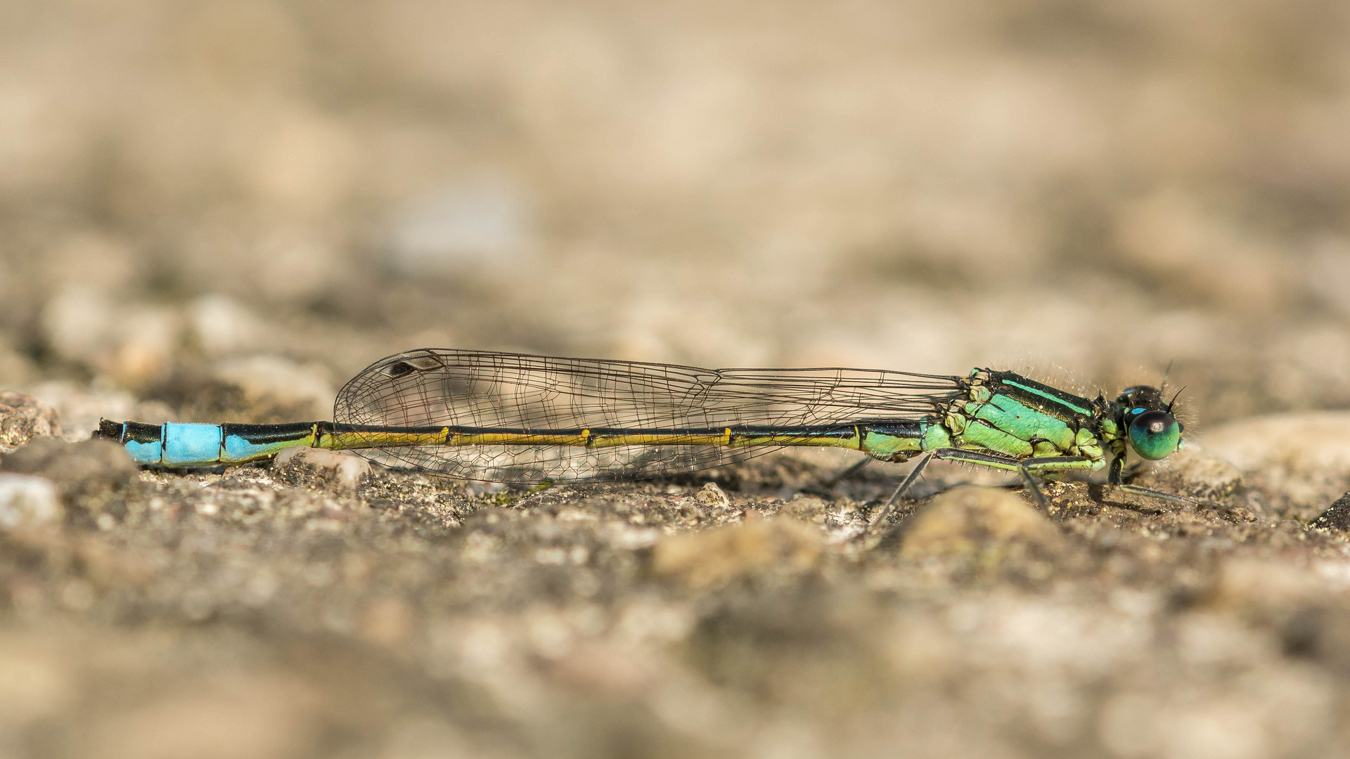 Männchen der großen Pechlibelle