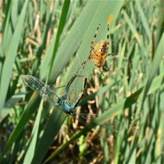 Männchen der Großen Pechlibelle als Beute einer Kreuzspinne