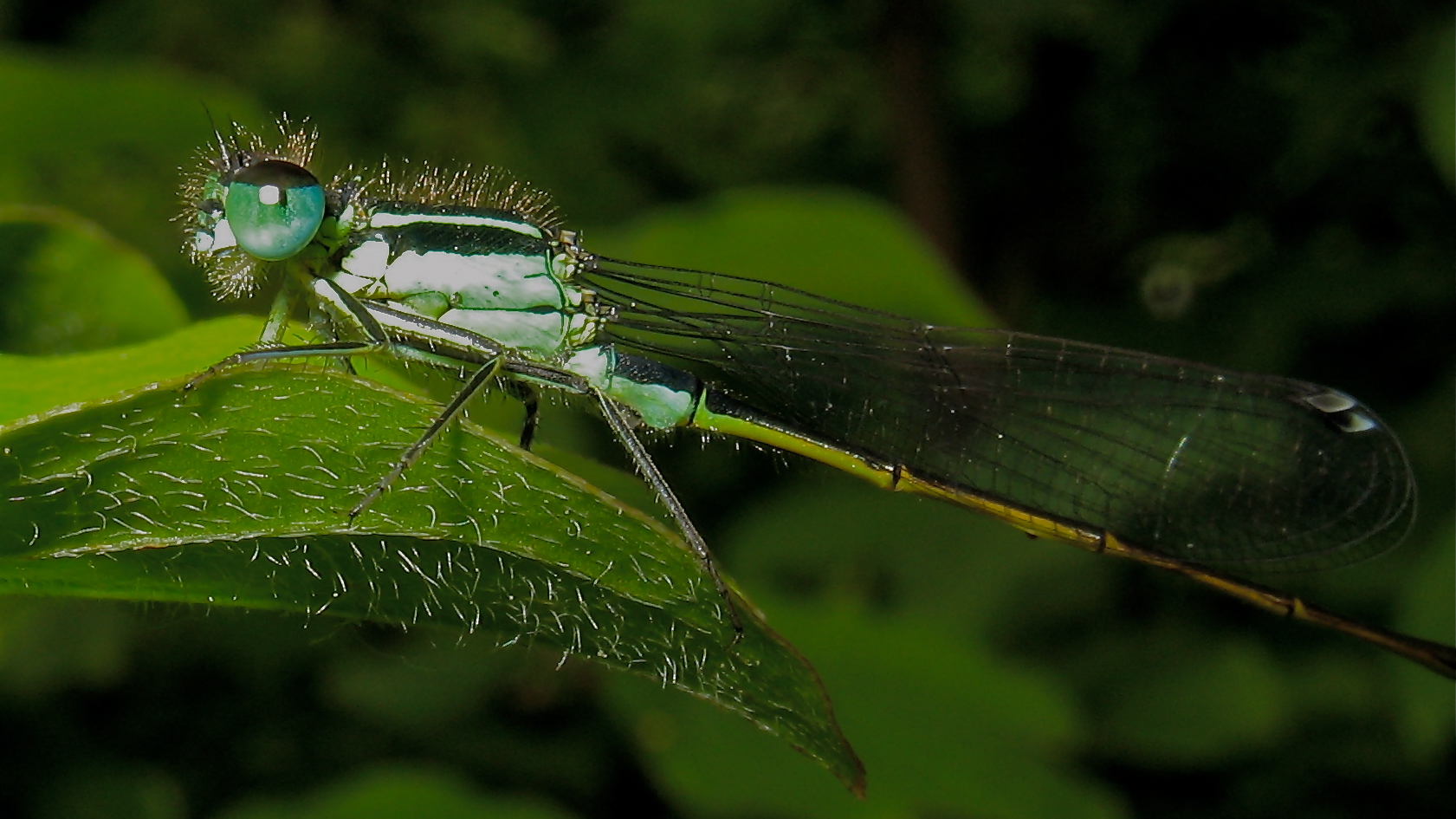 Männchen der Großen Pechlibelle (Ischnura elegans)