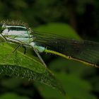 Männchen der Großen Pechlibelle (Ischnura elegans)