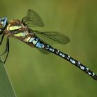 Männchen der Herbstmosaikjungfer (Aeshna mixta)