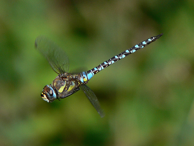 Männchen der Herbstmosaikjungfer im Flug