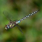 Männchen der Herbstmosaikjungfer im Flug