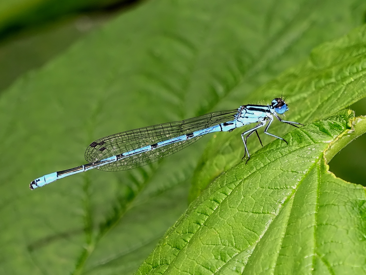 Männchen der Hufeisen Azurjungfer