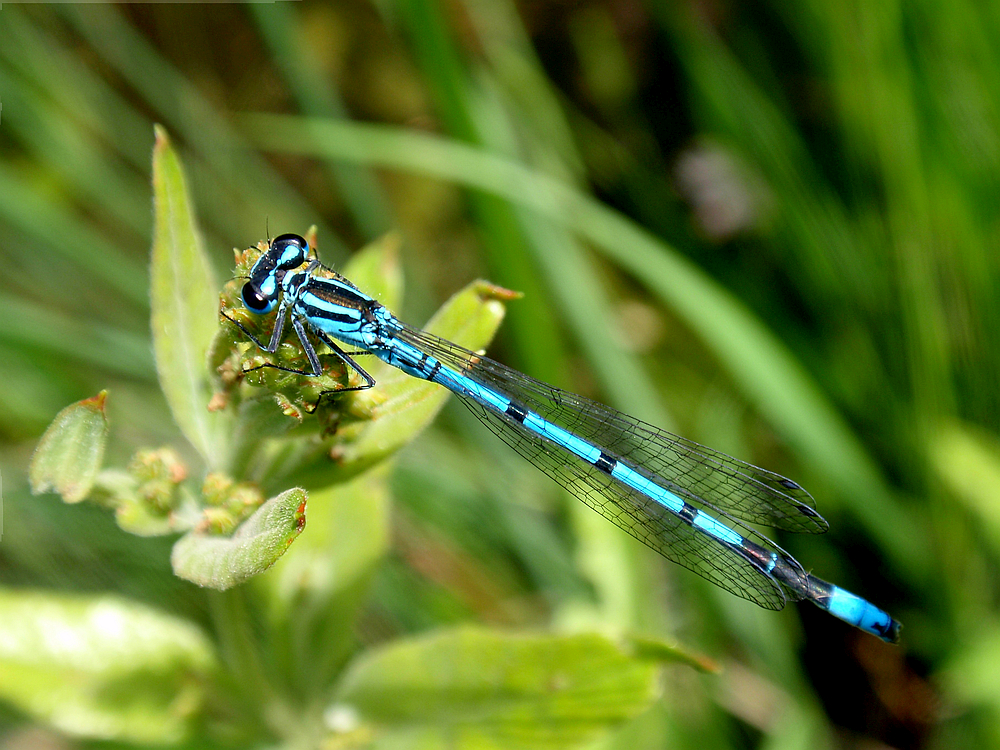 Männchen der Hufeisen-Azurjungfer am Gartenteich