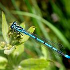 Männchen der Hufeisen-Azurjungfer am Gartenteich