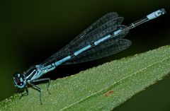 Männchen der Hufeisen-Azurjungfer (Coenagrion puella)