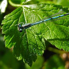 Männchen der Hufeisen-Azurjungfer (Coenagrion puella) im Abendlicht