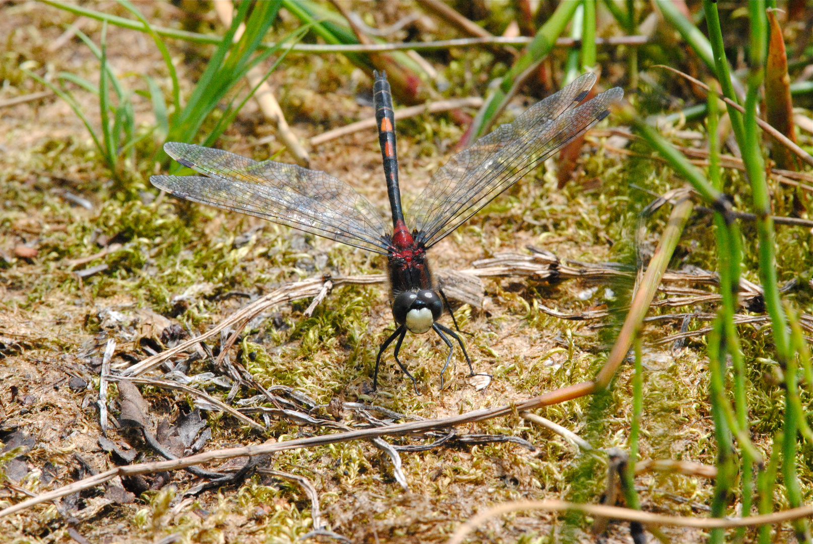 Männchen der Kleinen Moosjungfer