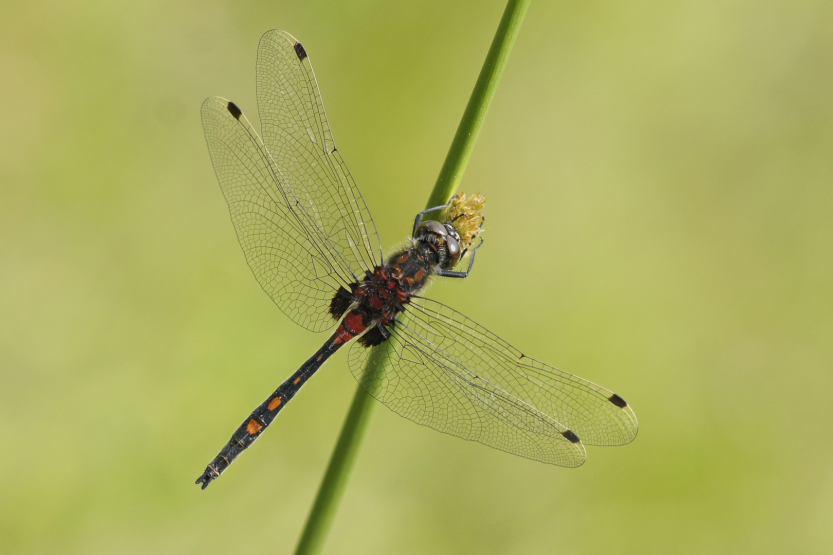 Männchen der Kleinen Moosjungfer (Leucorrhinia dubia)