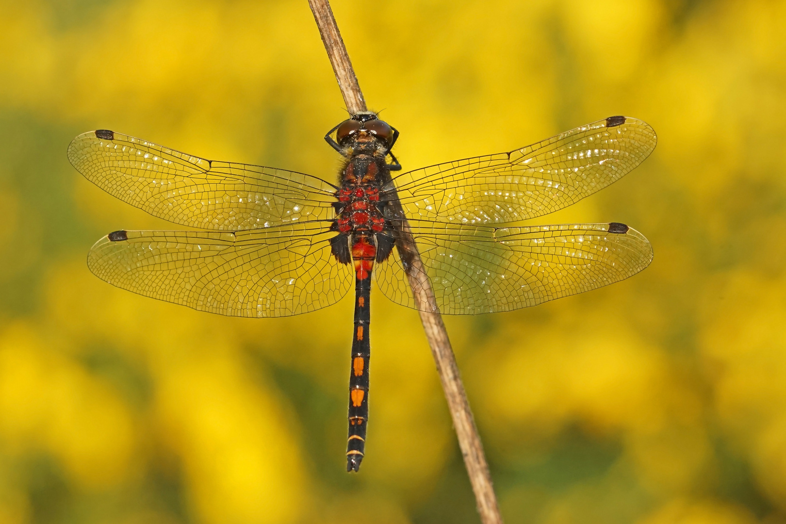 Männchen der Kleinen Moosjungfer (Leucorrhinia dubia)