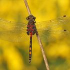 Männchen der Kleinen Moosjungfer (Leucorrhinia dubia)