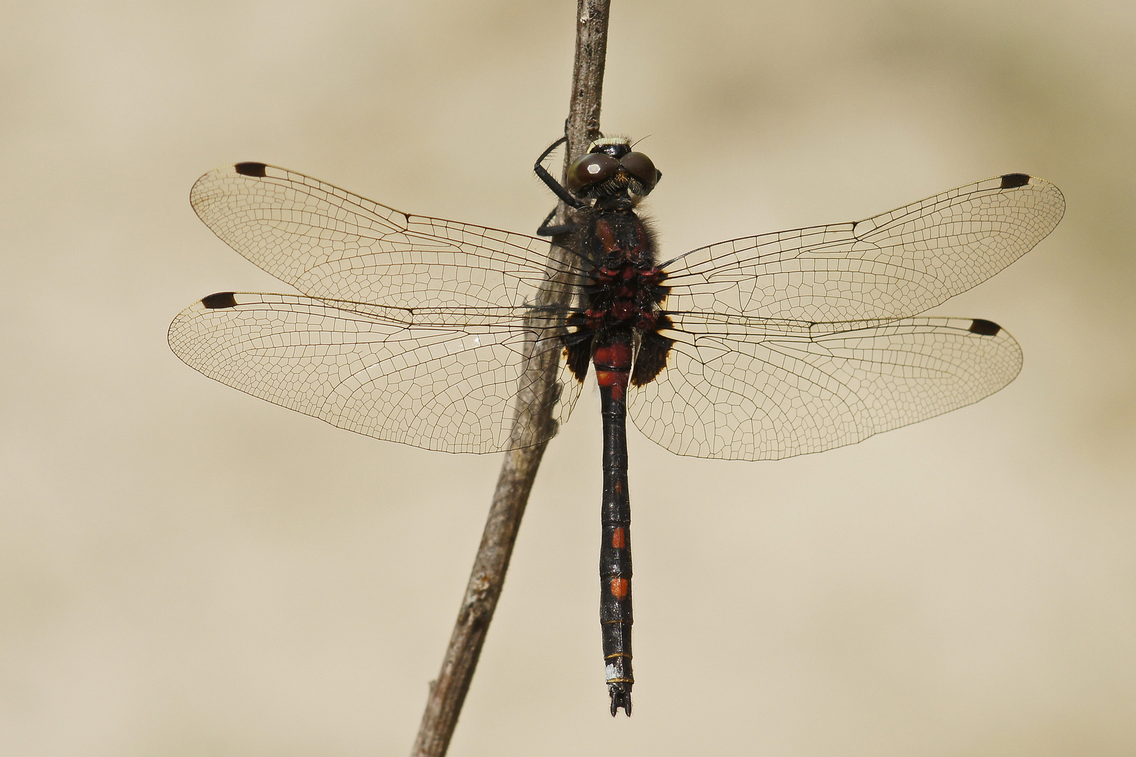 Männchen der Kleinen Moosjungfer (Leucorrhinia dubia)